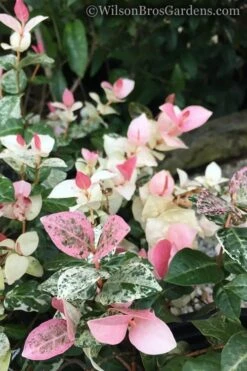 Snow N Summer Asiatic Jasmine - 6 Pack Of 1 Gallon Pots -Botanhush Sales Jasmine Snow n Summer 20