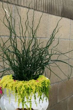 Big Twister Giant Corkscrew Rush (Juncus Effusus) - 5 Pack Of Quart Pots 10 Big Twister Giant Corkscrew Rush (Juncus Effusus) - 5 Pack Of Quart Pots -Botanhush Sales Juncus Big Twister 12
