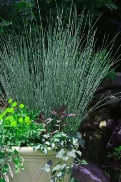 Blue Arrows Rush (Juncus Inflexus) - 8 Pack Of 1 Gallon Pots