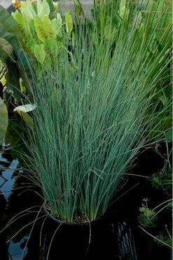 Blue Arrows Rush (Juncus Inflexus) - 8 Pack Of 1 Gallon Pots -Botanhush Sales Juncus Blue Arrows 11