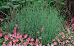 Blue Arrows Rush (Juncus Inflexus) - 8 Pack Of 1 Gallon Pots -Botanhush Sales Juncus Blue Arrows 12