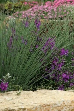 Blue Arrows Rush (Juncus Inflexus) - 8 Pack Of 1 Gallon Pots -Botanhush Sales Juncus Blue Arrows 500x750 1
