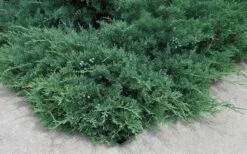 Blue Sargent Juniper - 1 Gallon Pot -Botanhush Sales Juniper Blue Sargent 2