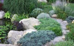 Blue Star Juniper - 3 Gallon Pot 9 Blue Star Juniper - 3 Gallon Pot -Botanhush Sales Juniper Blue Star 14 2