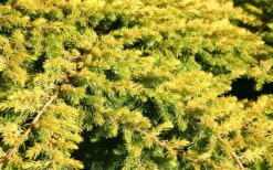 All Gold Golden Pacific Juniper - 1 Gallon Pot 12 All Gold Golden Pacific Juniper - 1 Gallon Pot -Botanhush Sales Juniper Golden Pacific 10