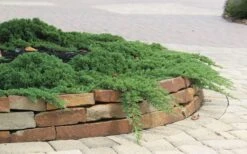 Green Mound Juniper - 6-Pack Of 1 Gallon Pots 12 Green Mound Juniper - 6-Pack Of 1 Gallon Pots -Botanhush Sales Juniper Green Mound 4