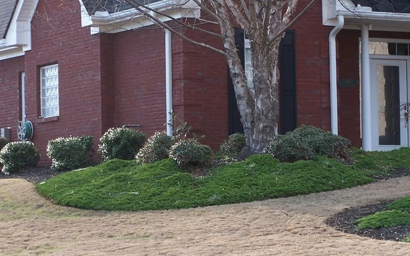 Green Mound Juniper - 6-Pack Of 1 Gallon Pots 5 Green Mound Juniper - 6-Pack Of 1 Gallon Pots - Image 5