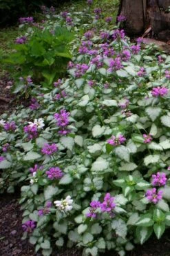 Beacon Silver Lamium - 5 Pack Of Pint Pots -Botanhush Sales Lamium Beacons Silver 3