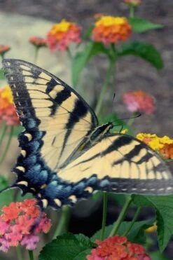 Miss Huff Hardy Lantana - 5 Pack Of Quart Pots 10 Miss Huff Hardy Lantana - 5 Pack Of Quart Pots -Botanhush Sales Lantana Miss Huff 16 1