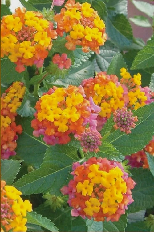 Miss Huff Hardy Lantana - 5 Pack Of Quart Pots 1 Miss Huff Hardy Lantana - 5 Pack Of Quart Pots