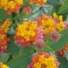 Miss Huff Hardy Lantana - 1 Gallon Pot