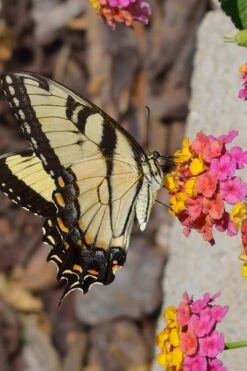 Sonset Hardy Lantana - 5 Pack Of Quart Pots -Botanhush Sales Lantana Sonset 25