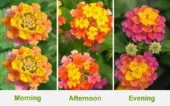Sonset Hardy Lantana - 5 Pack Of Quart Pots -Botanhush Sales Lantana Sonset 26