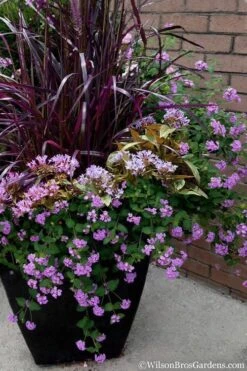 Trailing Lavender Lantana - 1 Gallon Pot -Botanhush Sales Lantana Trailing Lavender 16 1