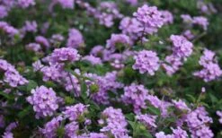 Trailing Lavender Lantana - 5 Pack Of Pint Pots 16 Trailing Lavender Lantana - 5 Pack Of Pint Pots -Botanhush Sales Lantana Trailing Lavender 2