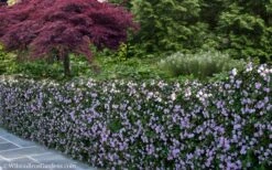 Trailing Lavender Lantana - 5 Pack Of Pint Pots 15 Trailing Lavender Lantana - 5 Pack Of Pint Pots -Botanhush Sales Lantana Trailing Lavender 22