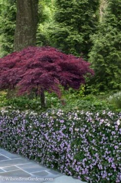 Trailing Lavender Lantana - 1 Gallon Pot -Botanhush Sales Lantana Trailing Lavender 23 1