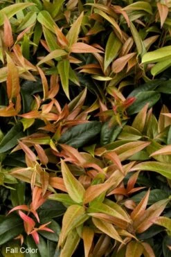 Scarletta Fetterbush - Leucothoe Fontanesiana 'Zeblid' - 1 Gallon Pot 9 Scarletta Fetterbush - Leucothoe Fontanesiana 'Zeblid' - 1 Gallon Pot -Botanhush Sales Leucothoe Scarletta 2
