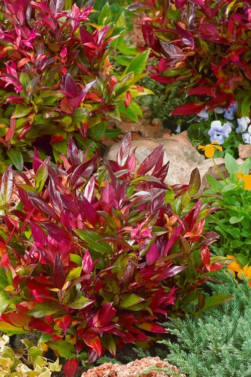 Scarletta Fetterbush - Leucothoe Fontanesiana 'Zeblid' - 1 Gallon Pot 6 Scarletta Fetterbush - Leucothoe Fontanesiana 'Zeblid' - 1 Gallon Pot - Image 6