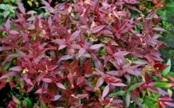 Scarletta Fetterbush - Leucothoe Fontanesiana 'Zeblid' - 1 Gallon Pot 10 Scarletta Fetterbush - Leucothoe Fontanesiana 'Zeblid' - 1 Gallon Pot -Botanhush Sales Leucothoe Scarletta 5