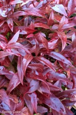 Scarletta Fetterbush - Leucothoe Fontanesiana 'Zeblid' - 1 Gallon Pot
