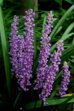 Royal Purple Liriope - Lilyturf - 3 Pack Of Pint Pots