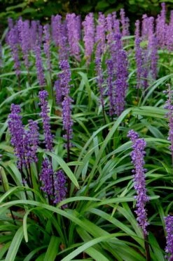 Royal Purple Liriope - Lilyturf - 3 Pack Of Pint Pots -Botanhush Sales Liriope Royal Purple 500x750 2