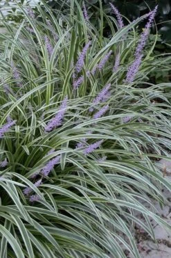 Botanhush Sales 30 Silvery Sunproof Variegated Liriope - Lilyturf - 6 Pack Of 1 Gallon Pots