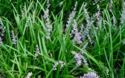 Creeping Lilyturf - Liriope Spicata - 18 Count Flat Of Pint Pots -Botanhush Sales Liriope Spicata 50 1