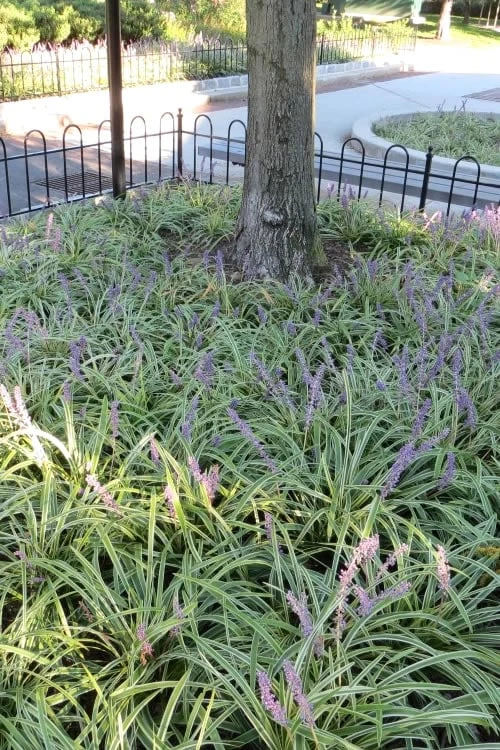 Variegated Liriope - Lilyturf - 72 Pack Of 3.5" Pint Pots 6 Variegated Liriope - Lilyturf - 72 Pack Of 3.5" Pint Pots - Image 6