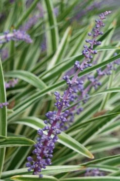 Variegated Liriope - Lilyturf - 72 Pack Of 3.5" Pint Pots 15 Variegated Liriope - Lilyturf - 72 Pack Of 3.5" Pint Pots -Botanhush Sales Liriope Variegata 7