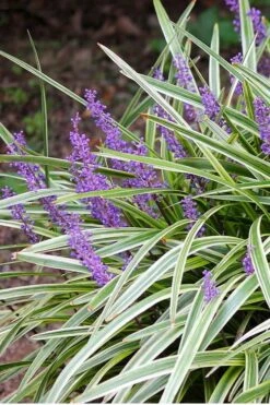 Variegated Liriope - Lilyturf - 72 Pack Of 3.5" Pint Pots 12 Variegated Liriope - Lilyturf - 72 Pack Of 3.5" Pint Pots -Botanhush Sales Liriope Variegated 15