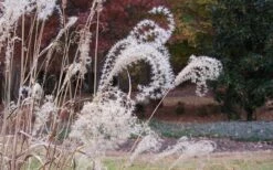 Little Zebra Grass - Miscanthus - 1 Gallon Pot -Botanhush Sales Little Zebra Grass 1