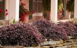 Purple Pixie Loropetalum - 1 Gallon Pot -Botanhush Sales Loropetalum Purple Pixie 102