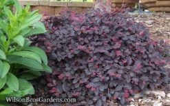 Purple Pixie Loropetalum - 1 Gallon Pot -Botanhush Sales Loropetalum Purple Pixie 12