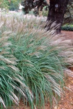 Little Kitten Dwarf Maiden Grass - Miscanthus Sinensis - 6 Pack Of 1 Gallon Pots -Botanhush Sales Miscanthus Little Kittens 11