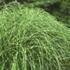 Little Zebra Grass - Miscanthus - 1 Gallon Pot