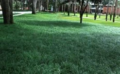 Tall Mondo Grass - 6 Pack Of 1 Gallon Pots - ON SALE! -Botanhush Sales Mondo Grass 21