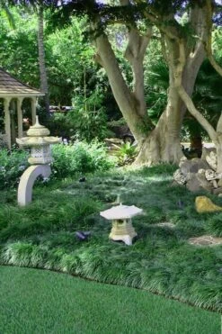 Tall Mondo Grass - 6 Pack Of Pint Pots -Botanhush Sales Mondo Grass Black 25 2