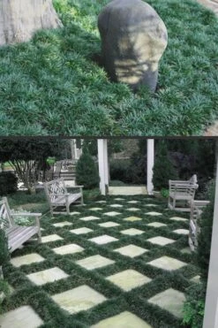 Dwarf Mondo Grass - 72 Pack Of 3.5" Pint Pots -Botanhush Sales Mondo Grass Dwarf Rev 500x750 1