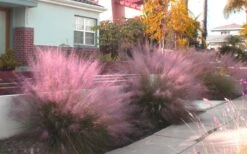 Pink Muhly Grass (Cotton Candy Grass) - 5 Pack Of Quart Pots -Botanhush Sales Muhly Grass Pink 112