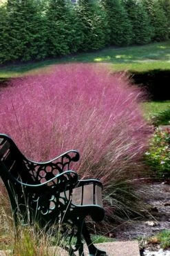 Pink Muhly Grass (Cotton Candy Grass) - 16 Pack Of 1 Gallon Pots 17 Pink Muhly Grass (Cotton Candy Grass) - 16 Pack Of 1 Gallon Pots -Botanhush Sales Muhly Grass Pink 200 2