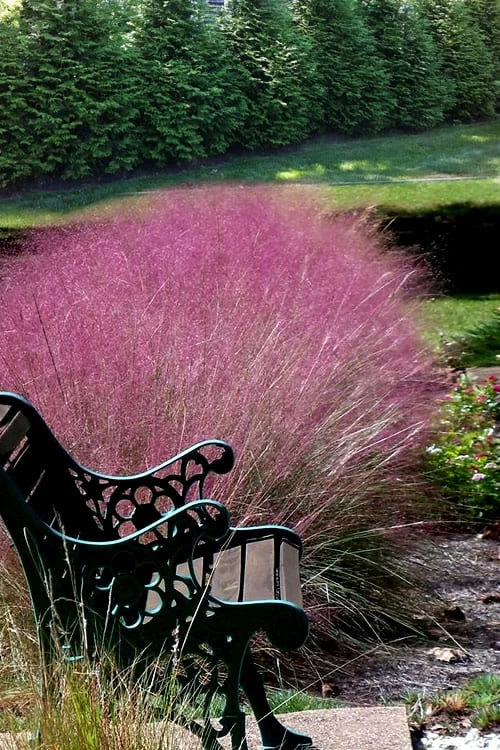 Pink Muhly Grass (Cotton Candy Grass) - 16 Pack Of 1 Gallon Pots 8 Pink Muhly Grass (Cotton Candy Grass) - 16 Pack Of 1 Gallon Pots - Image 8