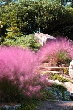 Pink Muhly Grass - Cotton Candy Grass - 6 Pack Of 1 Gallon Pots -Botanhush Sales Muhly Grass Pink 202 4