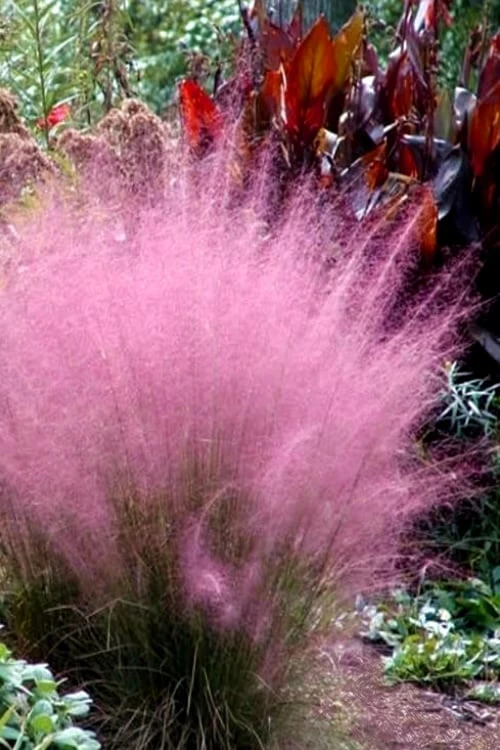 Pink Muhly Grass (Cotton Candy Grass) - 16 Pack Of 1 Gallon Pots 7 Pink Muhly Grass (Cotton Candy Grass) - 16 Pack Of 1 Gallon Pots - Image 7