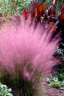 Pink Muhly Grass (Cotton Candy Grass) - 5 Pack Of Quart Pots -Botanhush Sales Muhly Grass Pink 204 3