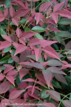 Botanhush Sales 34 Flirt Dwarf Nandina - 1 Gallon Pot