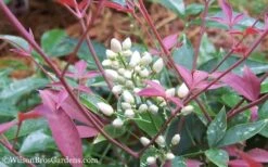 Flirt Dwarf Nandina - 2 Gallon Pot -Botanhush Sales Nandina Flirt 12