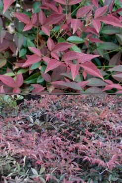 Flirt Dwarf Nandina - 2 Gallon Pot -Botanhush Sales Nandina Flirt 500x750 1