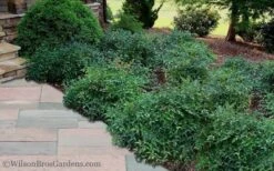 Harbor Belle Dwarf Nandina - 1 Gallon Pot -Botanhush Sales Nandina Harbor Belle 11